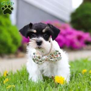 Millie, Miniature Schnauzer Puppy